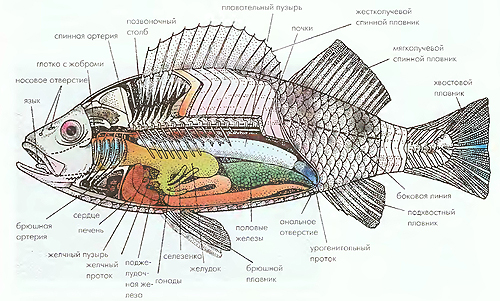строение рыбы
