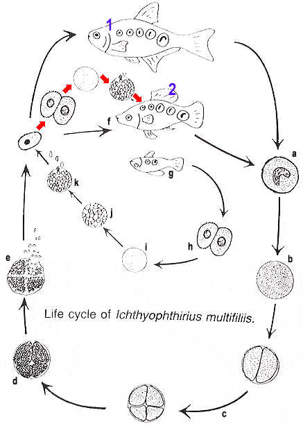 Жизненный цикл ихтиофтириуса