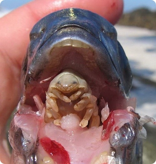 Языковая мокрица - паразит морских рыб