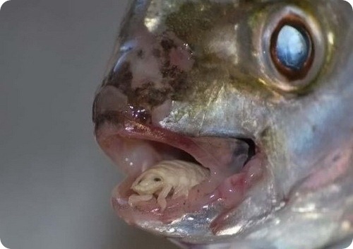 Языковая мокрица - паразит морских рыб