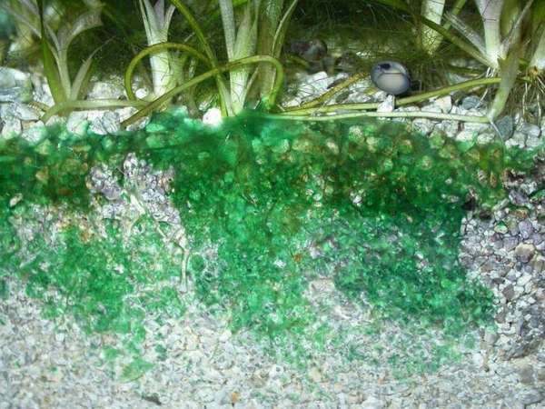 Сине-зеленые водоросли в грунте