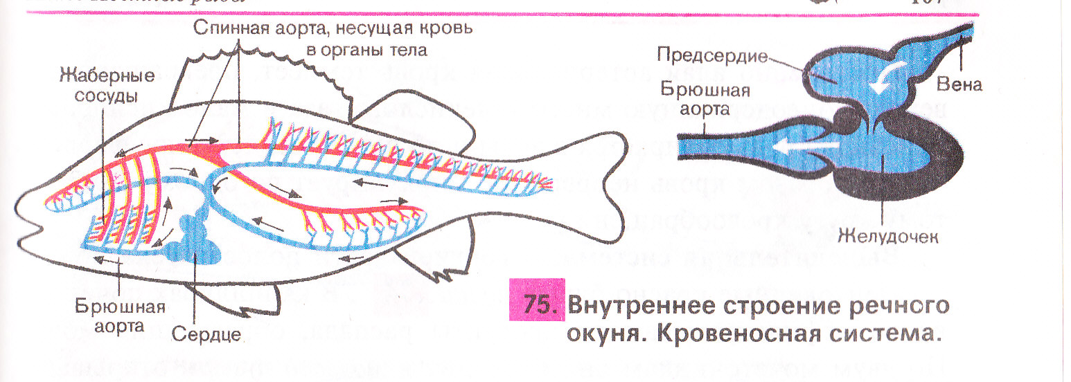 0015-025-Krovenosnaja-sistema-ryb