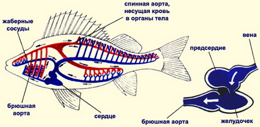 Кровеносная система рыб. Органы кроветворения и кровообращения