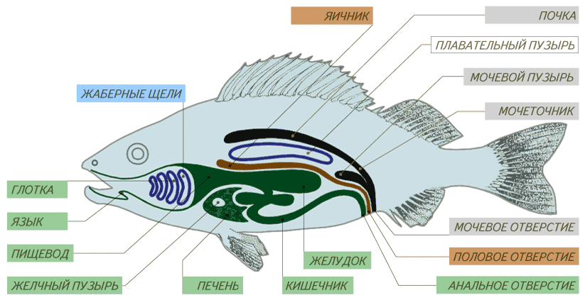 Пищеварительная система рыб. Строение и функции