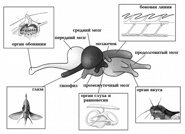 Мозги Рыбы Фото