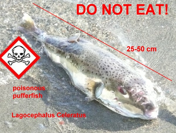 Предупреждение о ядовитых рыбах в воде