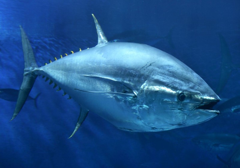 Голубой тунец