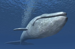 голубой кит