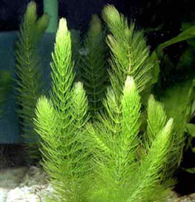 аквариумное растение- роголистник или в народе- елочка
