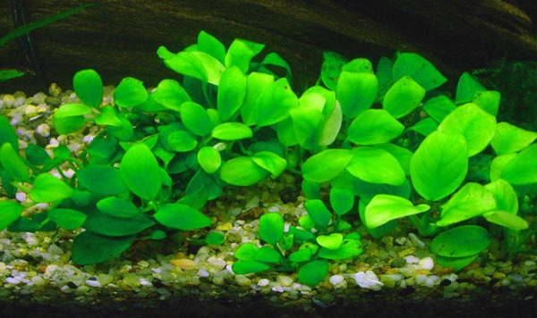 анубиас нана петит аквариумное растение