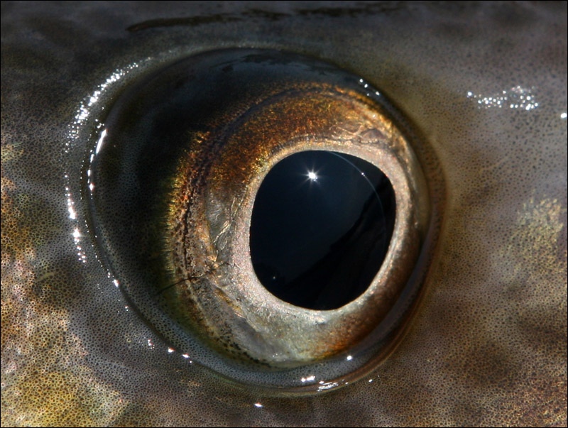 Для роговицы глаза рыб характерна thumbnail